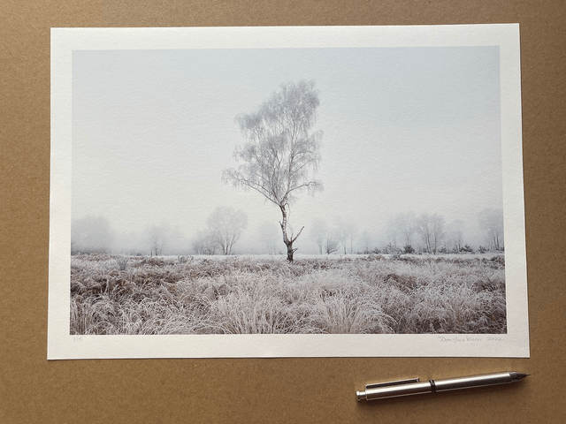 Hoar Frost Tree