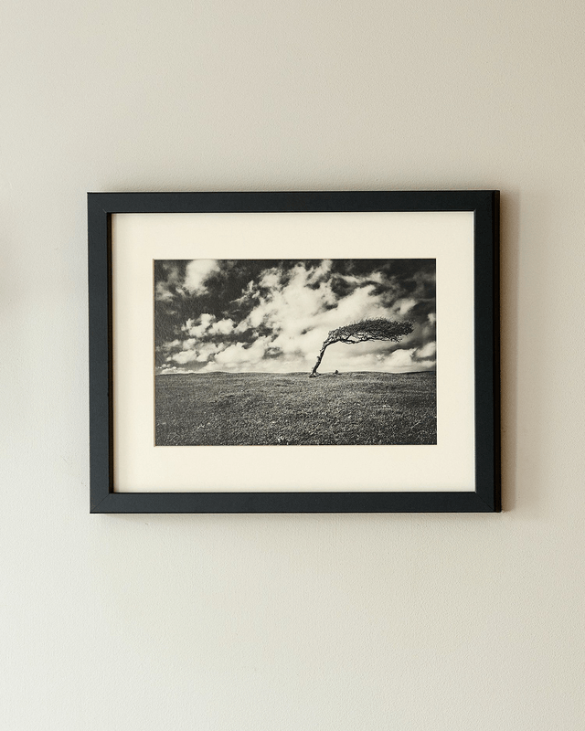 Windswept Tree - Framed Print 15 ¼" x 12 ¼"