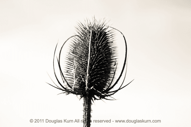 Teasle