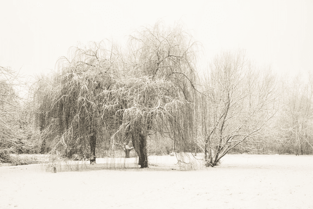 Whispers Of Winter