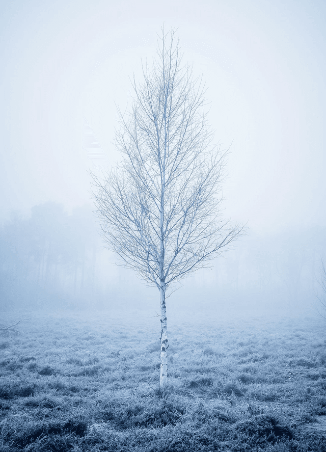 Silver Solitude