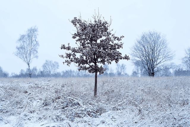 Red Frosty Tree