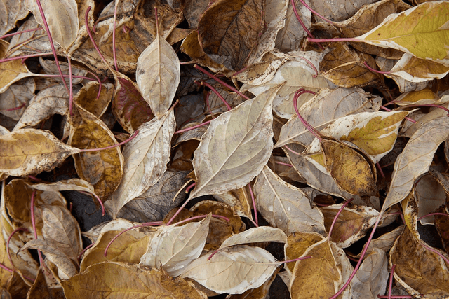 The Fallen Leaves