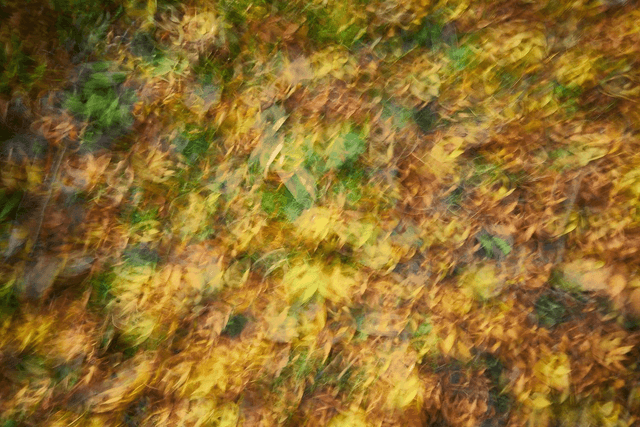 The Autumn Palette