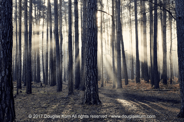 Sun Burst, Horsell